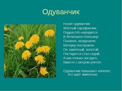Носит одуванчик сарафанчик