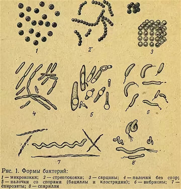 Происхождение бактерий. Сообщение о происхождении бактерий. Известные формы бактерий рисунок. Новые формы бактерий.