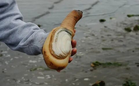 Do you know where your geoduck comes from? 
