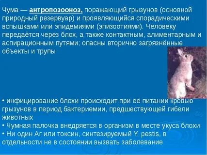 К антропозоонозным инфекциям относятся