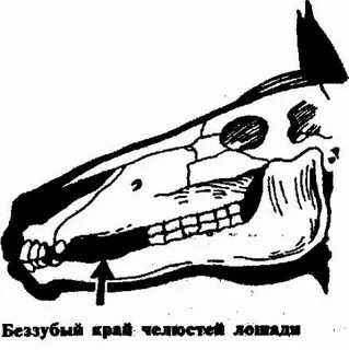 Волчки у лошади