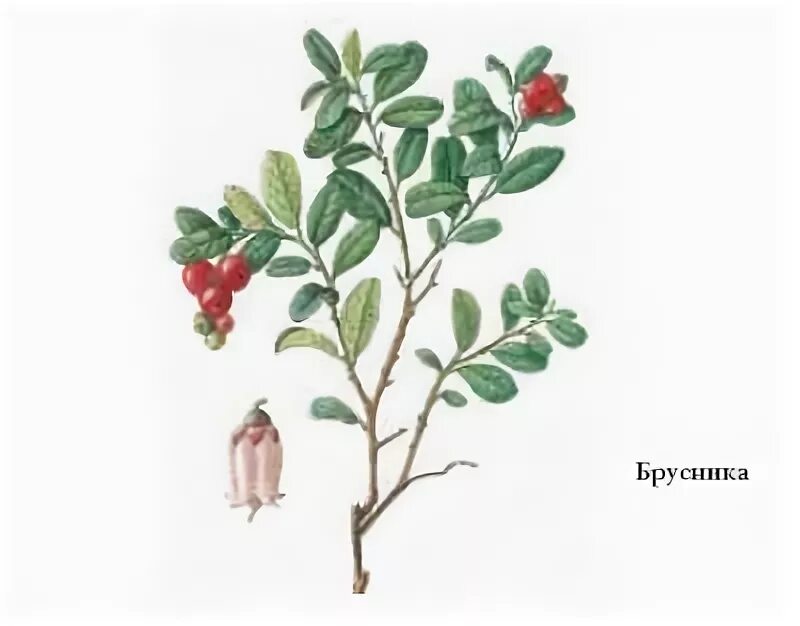 Листья брусники фармакогнозия. Vaccinium vitis-idaea цветок. Брусника обыкновенная (vaccinium vitis-idaea). Клюква болотная гербарий. Листья брусники фармакогнозия.