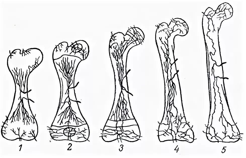 Возрастные изменения кости. Возрастные и функциональные изменения костей и их соединения». Изменение костей с возрастом. Циркулярные изменения кости.