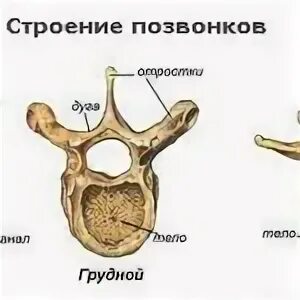 Остистые и поперечные отростки позвонков