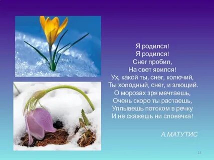 Презентация 19 апреля день подснежника