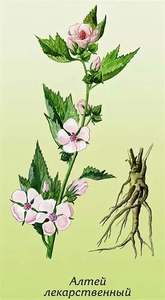 Корень алтея цветы. Корень алтея цветы. Корень алтея цветы. Алтея лекарственного трава. Althaea officinalis l.