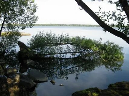 Шарташ бобровка