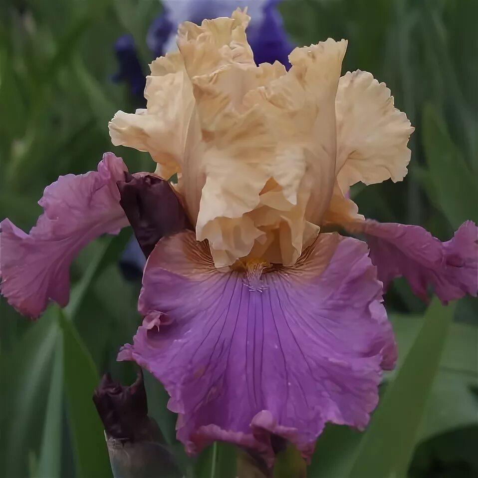 Ирис дон эйри. Ирис inkblot. Ирис с маленькими синими цветочками. Ирис сибирский iris sibirica. Ирис бородатый лент а.
