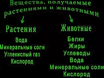 Схема что дают растения животным