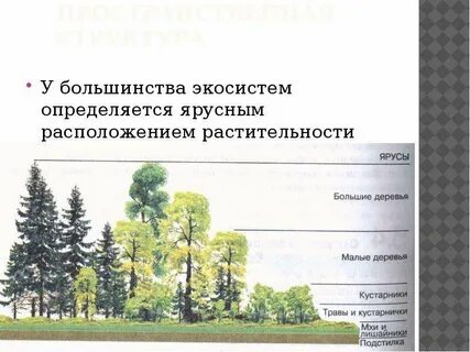 В экосистемах отсутствует