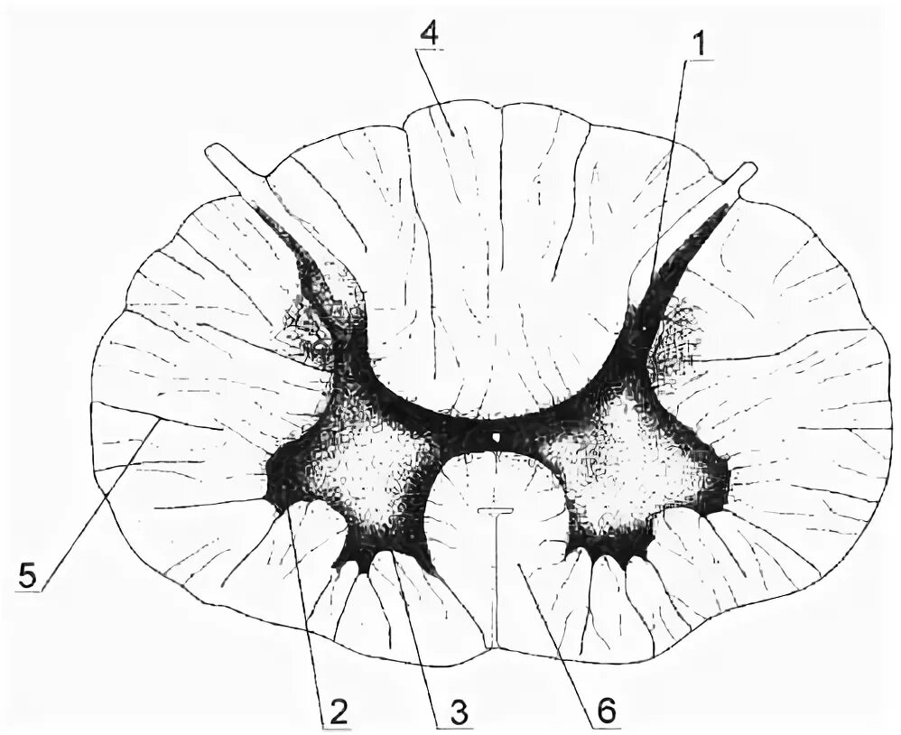 Задний рог серого вещества спинного мозга. Боковые рога серого вещества спинного мозга. Передний Рог серого вещества спинного мозга. Поперечный разрез спинного мозга боковые рога. Строение задних Рогов спинного мозга.
