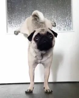 Мопс видео