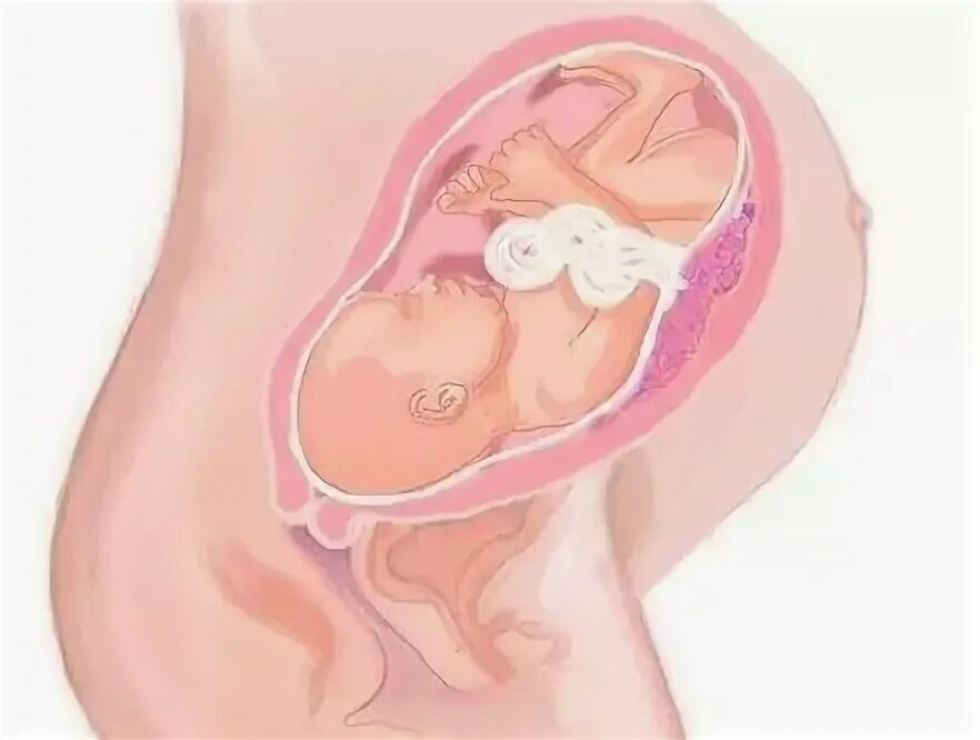 Беременность 36 неделя беременности. Ребёнок 36 недель беременности в животе. Малыш на 36 неделе беременности.