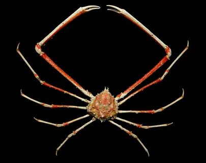 The spectacular deep-water crab Rochinia crassa R/V Bellow. 