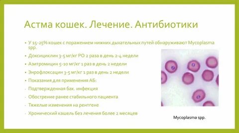 Астма у кошек