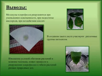 Растения выделяют хлорофилл