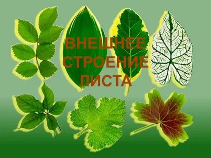 Тест по биологии строение листа 6 класс