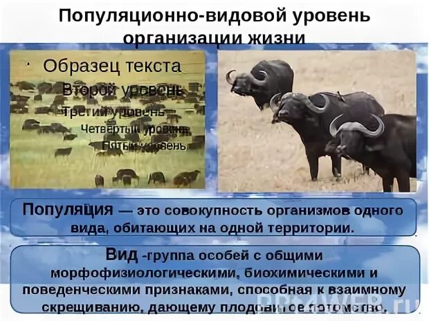 Популяция видовой уровень