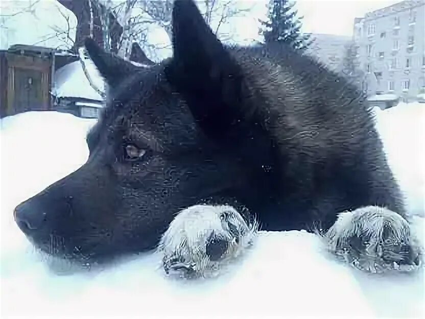 Собаки печора. Собаки печора. Город глазами собаки. Максатихинская овчарка. Коми лайка.