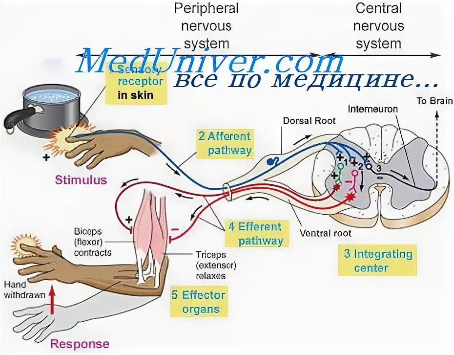 Болевой центр в мозге. Sensory System. Withdrawal Reflex. Skin receptors. Sweating Reflex Arc.