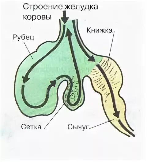 Отделы жвачных парнокопытных