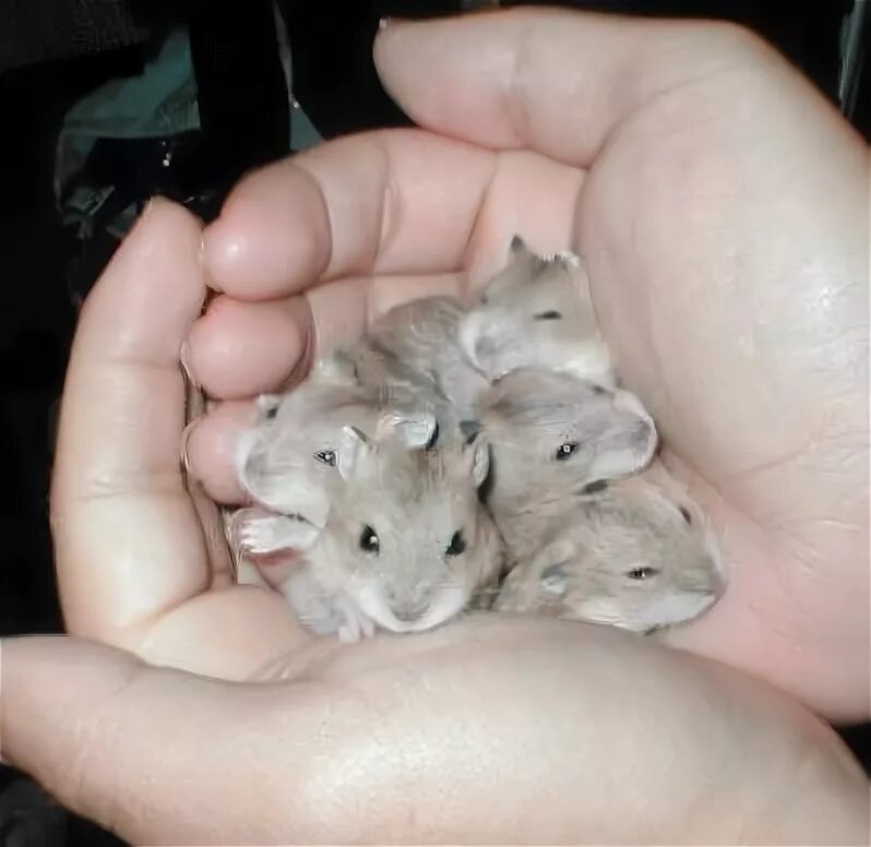 Хомяки маленькие хомячки. Хомяк джунгарский маленький. Хомяки маленькие хомячки. Хомяки маленькие хомячки. Маленький хомяк джунгарик.