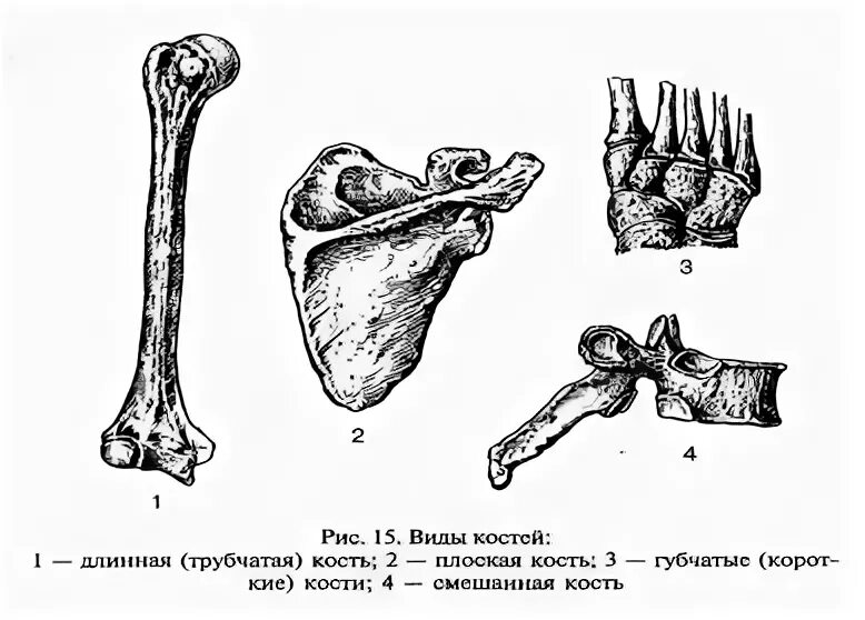 Кости трубчатые губчатые плоские смешанные. Строение трубчатых губчатых плоских костей. Классификация костей трубчатые губчатые плоские и смешанные кости. Трубчатые кости 2 губчатые кости 3 плоские кости 4 смешанные кости. Ребра трубчатые