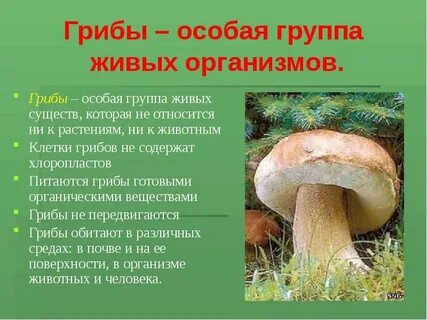 Доклад про грибы 3 класс окружающий мир