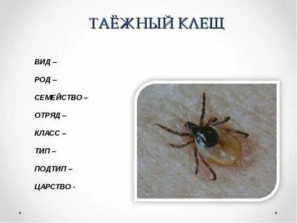 Тип подтип класс отряд семейство род вид
