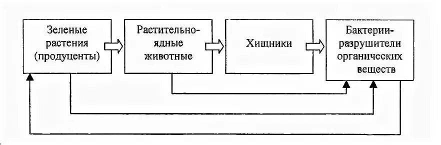 Составь схему цепи питания характерной для тайги Схема пищевой цепи тайги