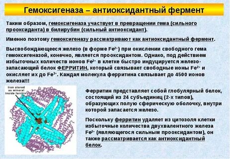 Ферментативную запасающую энергетическую