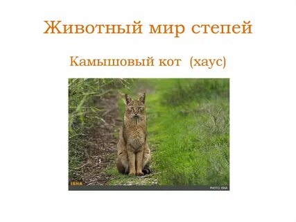 Сравните животный мир степной и лесной