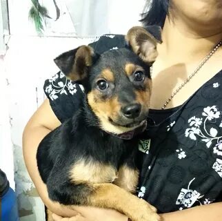 MINDY EN ADOPCIÓN Perrita talla mediana 4 meses Esterilizada Vacunada y des...