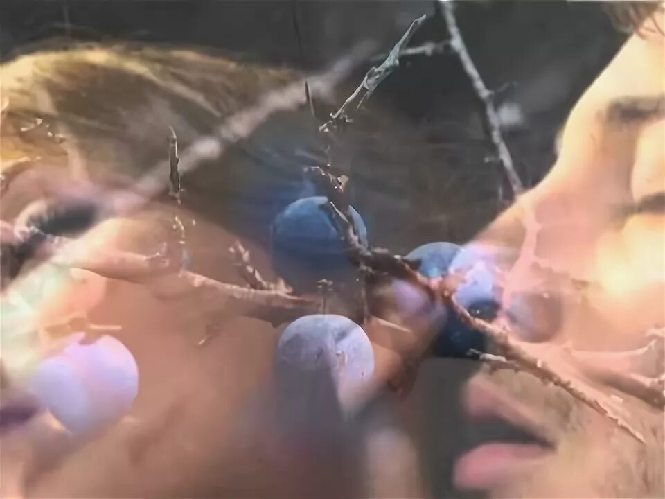 Птица в терновнике. Поющие в терновнике птичка. Поющие в терновнике птичка. Поющие в терновнике сериал. Поющие в терновнике птица.