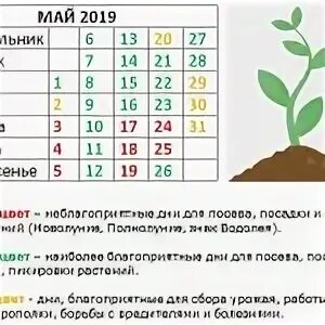 Благоприятные дни для посадки дыни