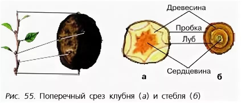 Сравните срез клубня с поперечным срезом стебля