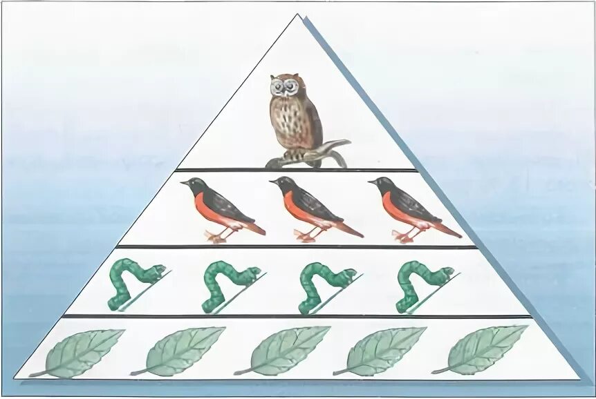 Экологическая пирамида Элтона. Экологическая пирамида тайги. Экологическая пирамида в детском саду. Экологическая пирамида для дошкольников. Экологическая пирамида рисунок
