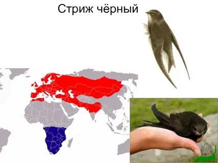 Враги стрижей