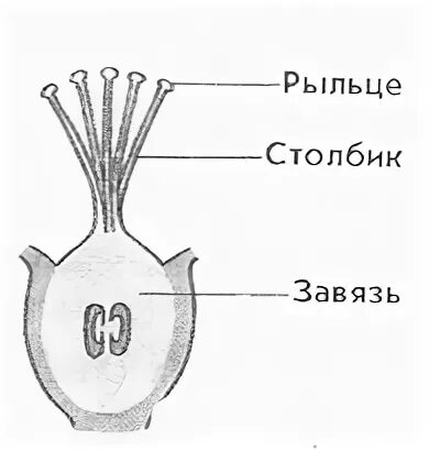 Срез завязи пестика лилии