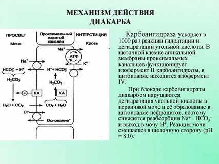 Диакарб действие