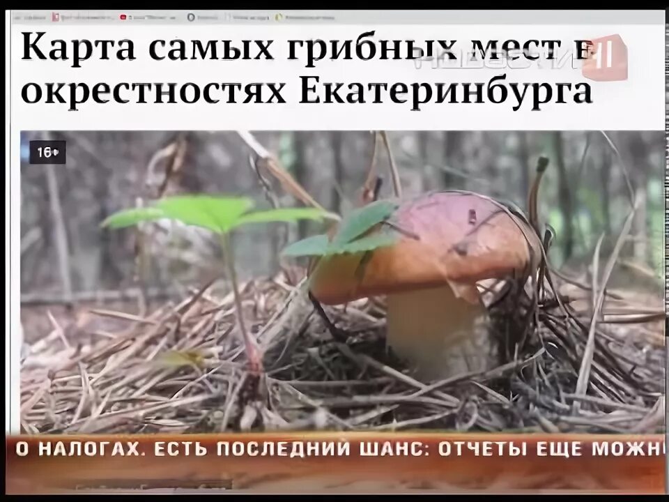 Грибает. Грибные места екатеринбурга 2024. В калаче маслята пошли ли. Грибные места. Грибы екатеринбург и свердловская область.