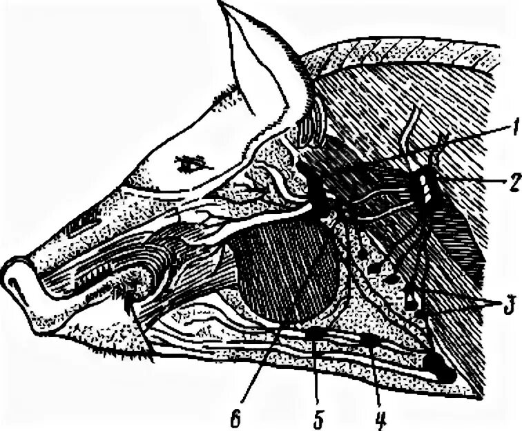 Сонная артерия у свиней где находится. Лимфатические узлы головы свиньи. Поверхностные лимфоузлы у свиньи. Заглоточные лимфатические узлы КРС. Топография лимфатических узлов свиней.