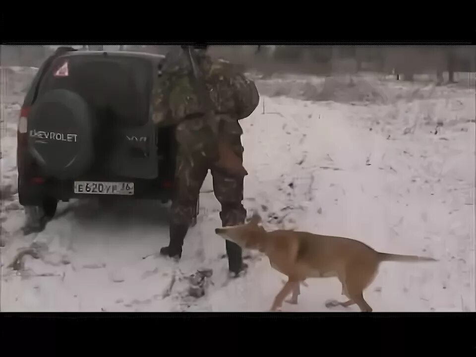 Охота на лисицу спид ап. Охота зимой на кабана с гончими. Загонная охота на лису и зайца. Заводчики гончих в России.