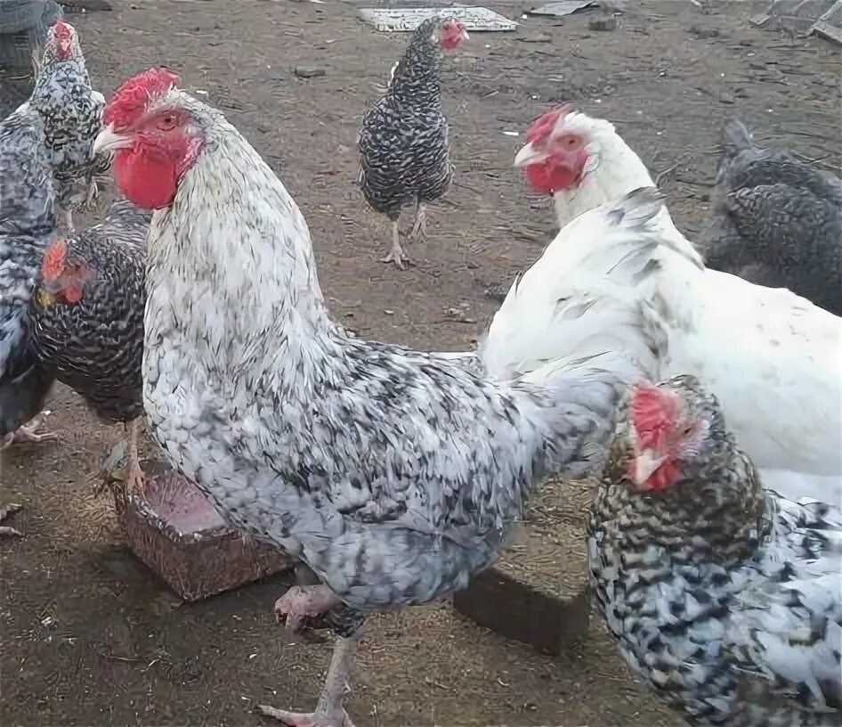 Картинки ПУШКИНСКИЕ ПЕТУШКИ