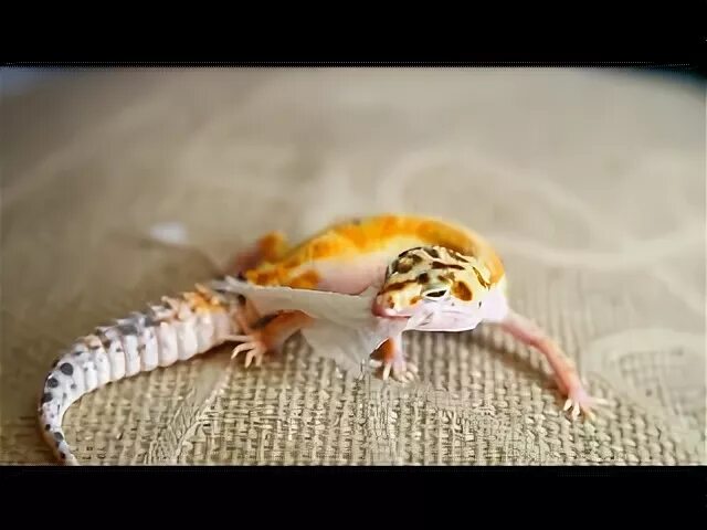 Эублефар линяет. Эублефар линька. Эублефар линька. Геккон эублефар линька. У геккона не линяет.