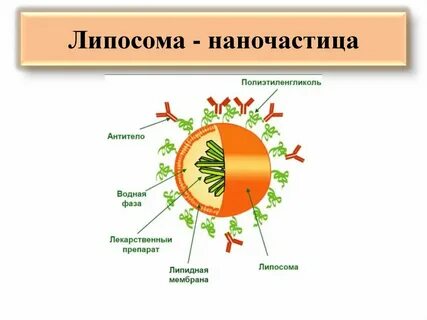 Липосомальный это