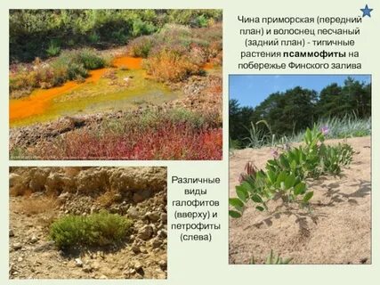 Псаммофиты примеры