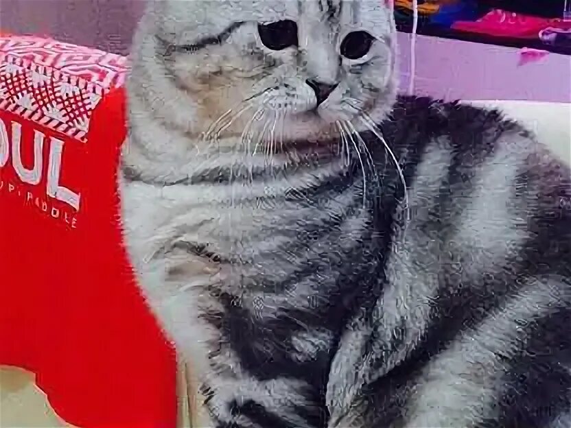 Авито вязка. Найден кот ипатово. Кот для вязки британец. Шотландская голубая тикированная шиншилла кошка. Барсик шотландский вислоухий кот.