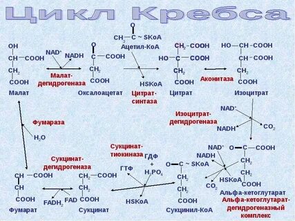 Соединение ацетил радикала и ацетил коа