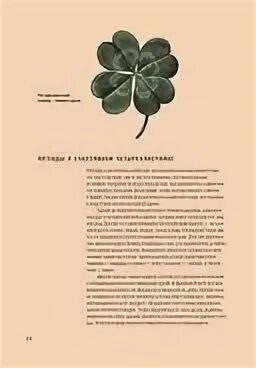 волшебный клевер. клевер магические свойства. клевер красный (луговой) "дымковский". лекарственные растения клевер луговой. клевер магические свойства.